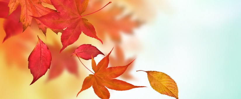 Autumn leaves in golden ambers and reds falling from the trees.